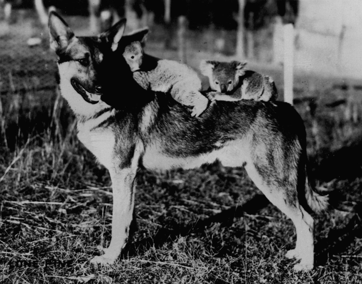 From Allen's collection at the Lone Pine Koala Sanctuary, Queensland — a popular stop for servicemen on leave.