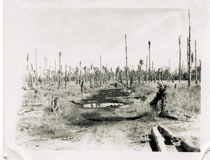 A muddy track through a grove of palms stripped bare and killed by the fighting — the campaign's toll on the land itself.