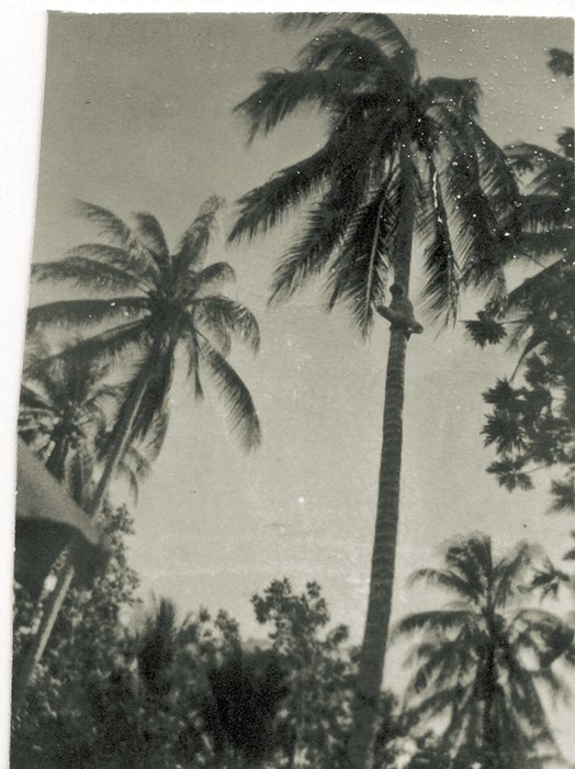 A man high on the trunk of a coconut palm, arms wrapped around the bole just below the crown, photographed from the ground looking up through a stand of palms.