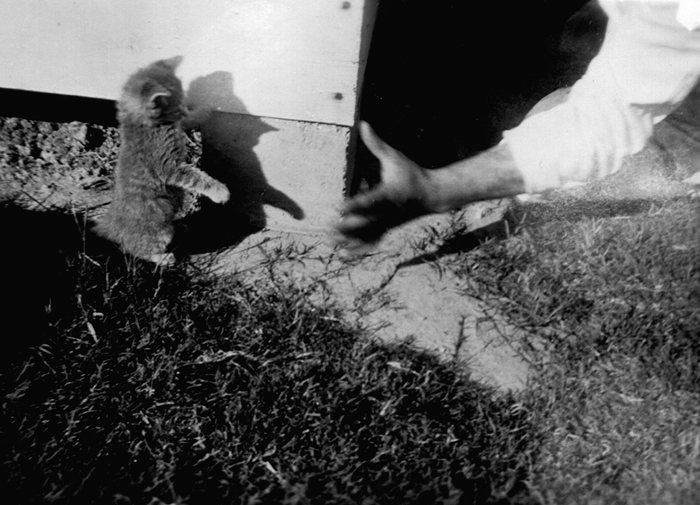 A tabby kitten rears up against a wooden step or sill, reaching toward a man's open hand; only his white sleeve and dark trouser leg are in the frame.