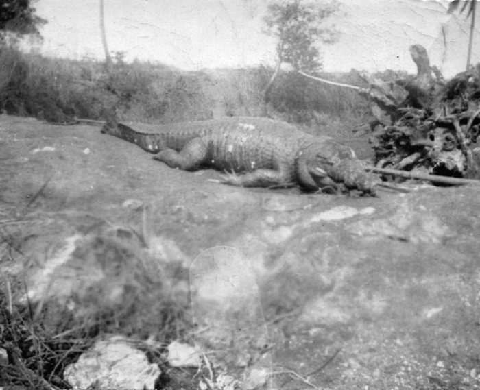 A crocodile the men caught — by the family's own label, 350 pounds and eight feet long.