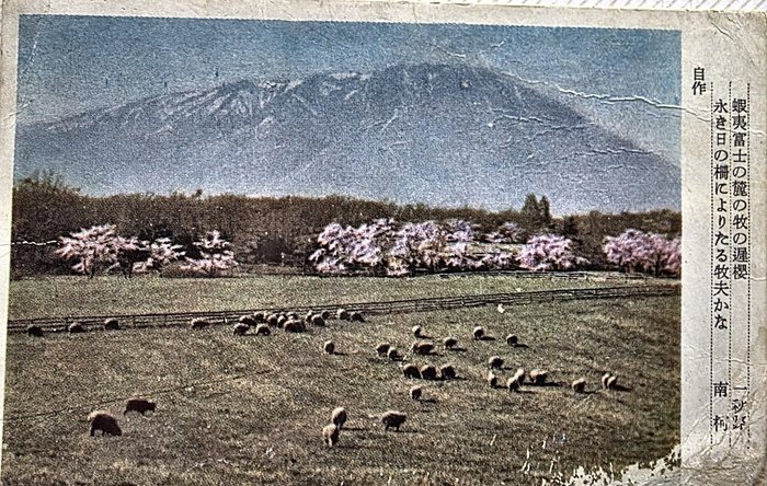 A Japanese picture postcard from Allen's collection: sheep grazing in a fenced pasture below a broad, snow-streaked volcano, with cherry trees in blossom along the treeline behind them. The printed verse down the right-hand side begins "蝦夷富士の麓の牧の遅桜" -- late cherry blossom at a pasture at the foot of Ezo-Fuji -- and is marked "自作", the writer's own composition.