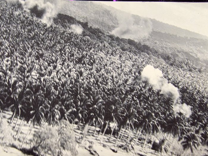 A low oblique taken from an aircraft over a coconut plantation running along a shore. Four or five columns of smoke are rising among the palms, with more smoke drifting along the ridge behind. Buildings with slatted or thatched walls stand under the trees along the bottom of the frame, and the whole image is smeared sideways by the aircraft's speed.