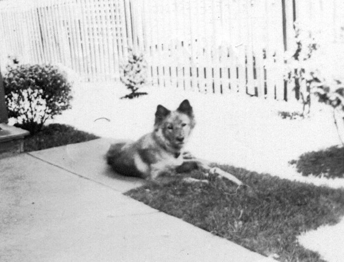 A thick-coated dog lies at the edge of a concrete walk with both forepaws over a large bone, a picket fence and a flowering shrub behind it.