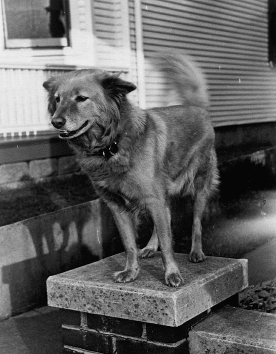 A thick-coated dog in a tagged collar stands on the concrete cap of a brick porch pier, the clapboard wall and shuttered window of a house behind it. Its tail is blurred by movement.
