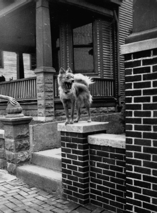 The family dog barks from atop a brick porch pier.